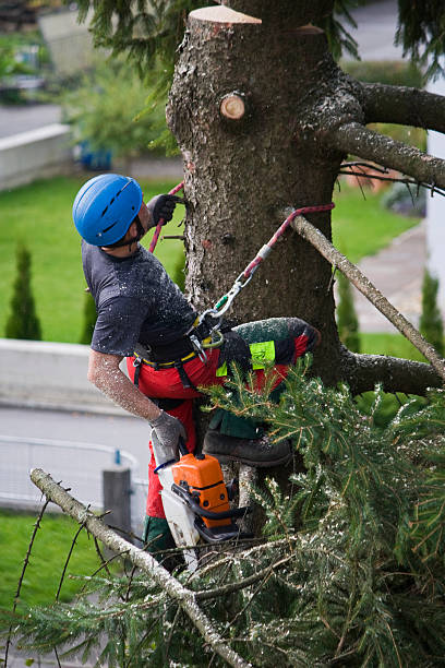 Best Root Management and Removal  in Duncan, OK